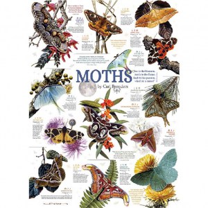 Puzzle: Moth Collection - 1000 pz - Cobble Hill 80016